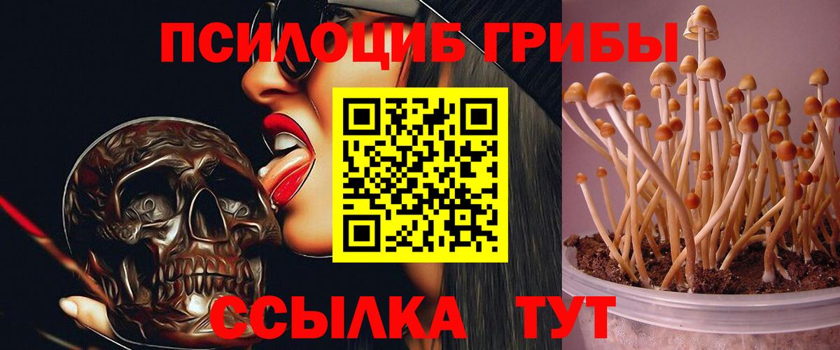 Дальнегорск  Псилоцибиновые грибы MAGIC MUSHROOMS  Вход с VPN 